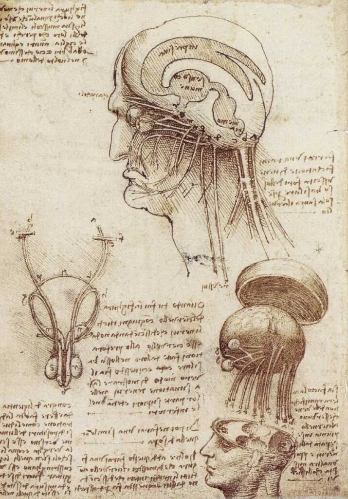 Leonardo Da Vincis, Drawing Brain Physiology
