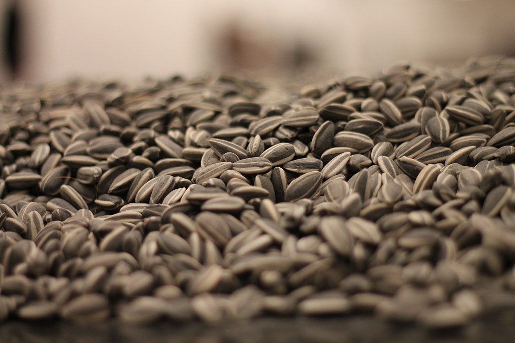 Sunflower Seeds by Ai Weiwei